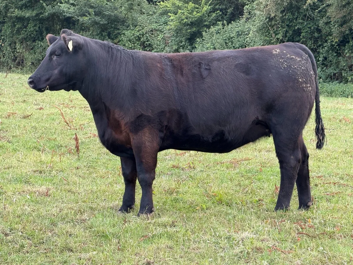 Pedigree Angus incalf heifers - Image 4