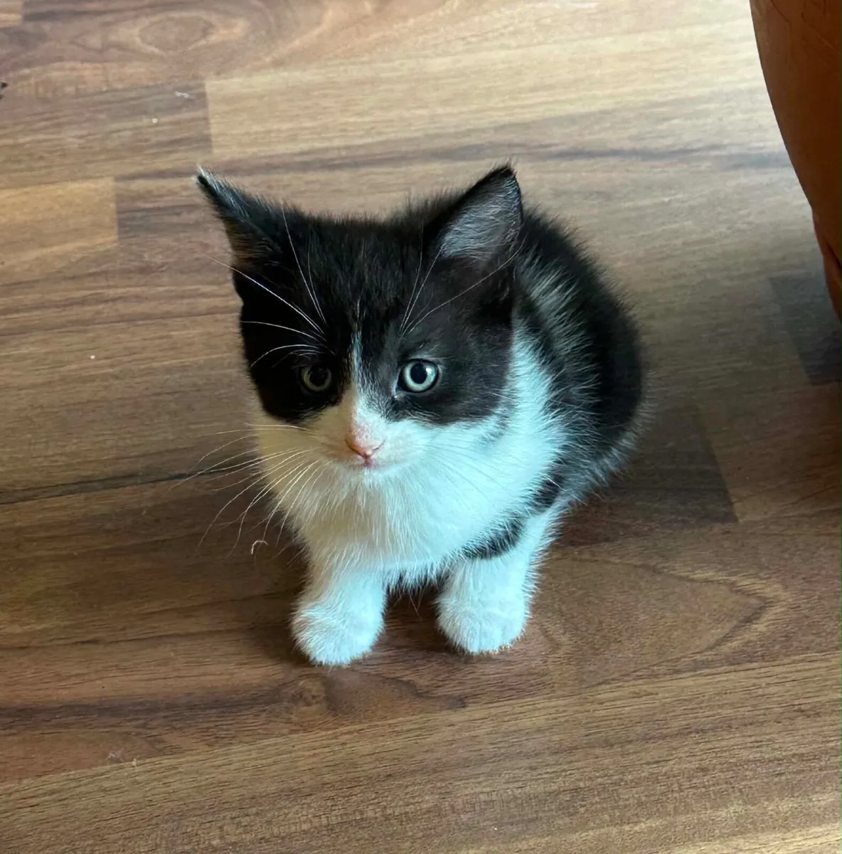Kittens - Image 4