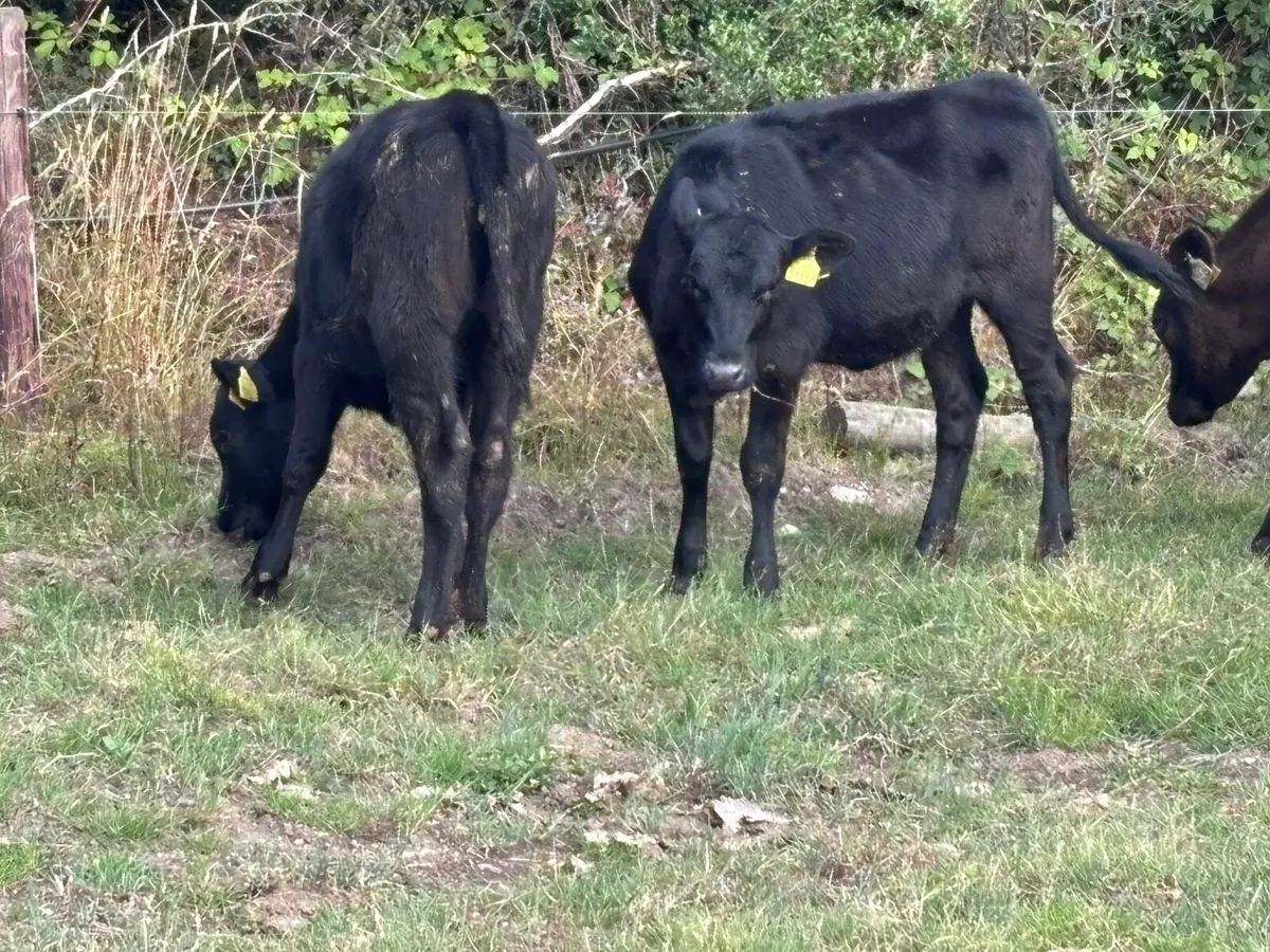 13 Angus & Hereford runners for sale - Image 4