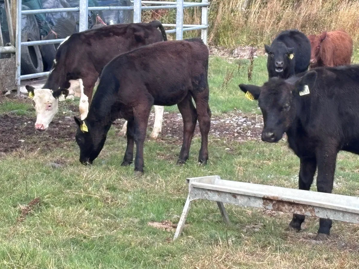 13 Angus & Hereford runners for sale - Image 2