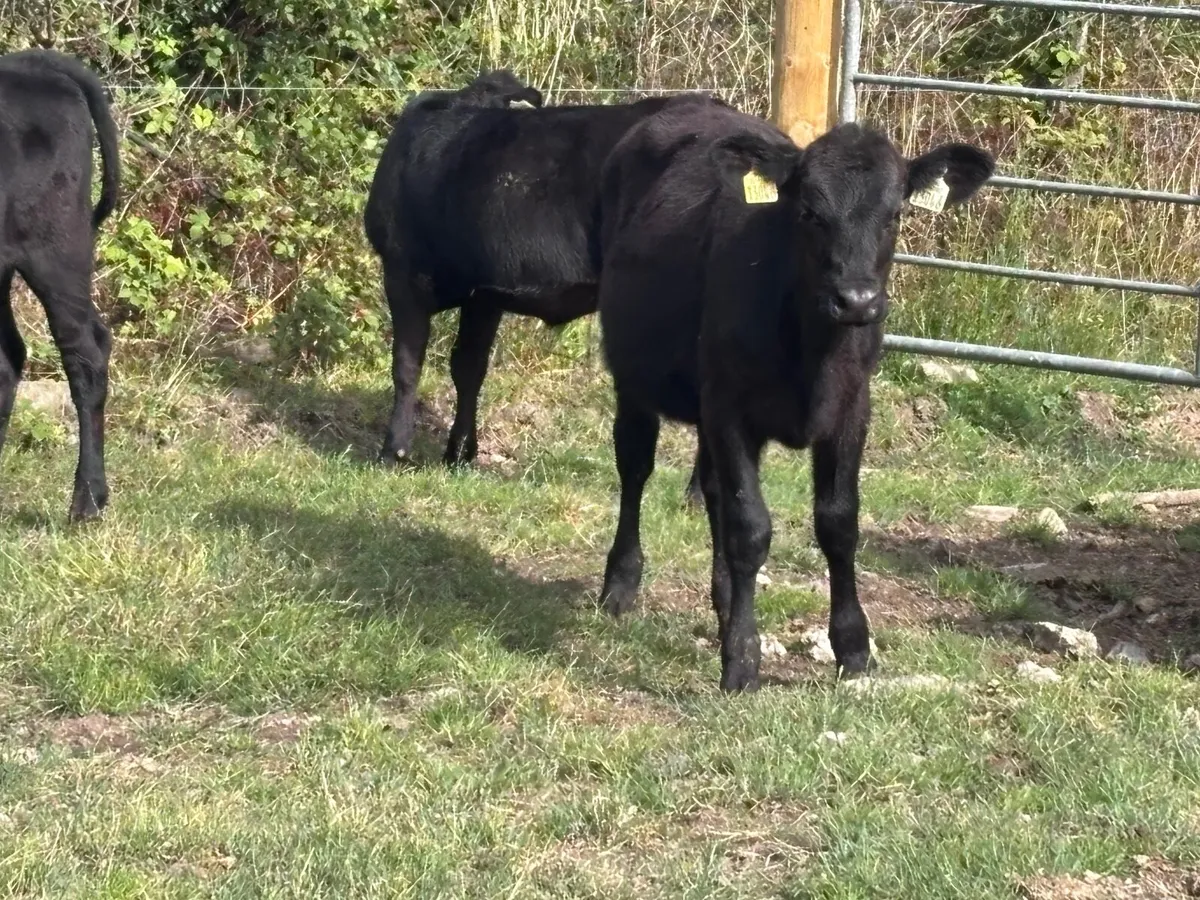 13 Angus & Hereford runners for sale - Image 3