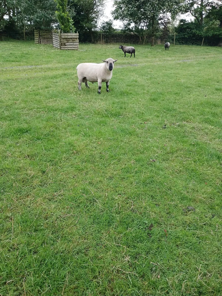 Sheep - Image 3