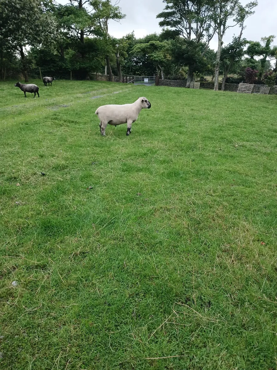 Sheep - Image 4