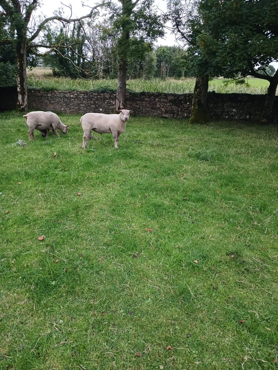 Sheep - Image 2