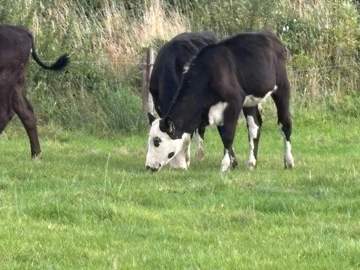 7 heifer Weanlings for sale @€785 - Image 2