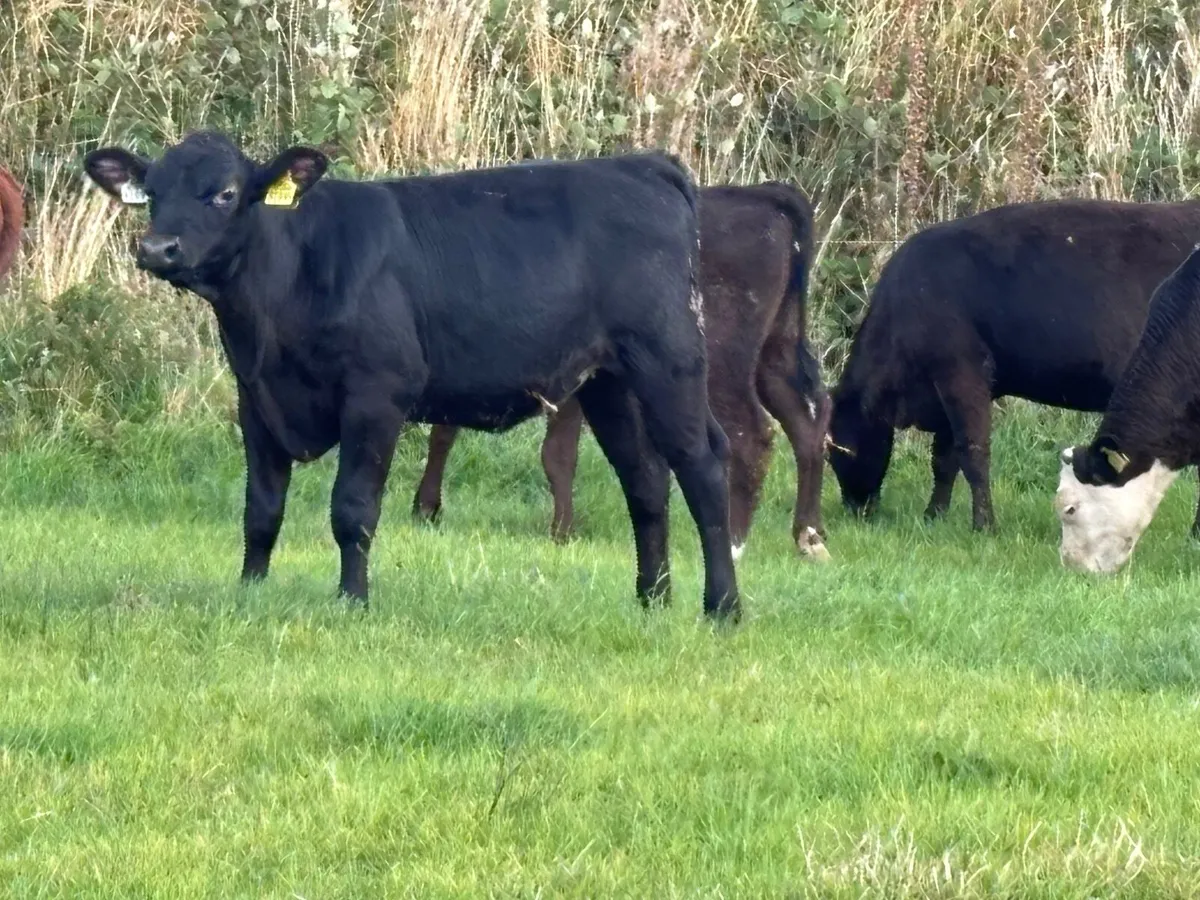 7 heifer Weanlings for sale @€785 - Image 3