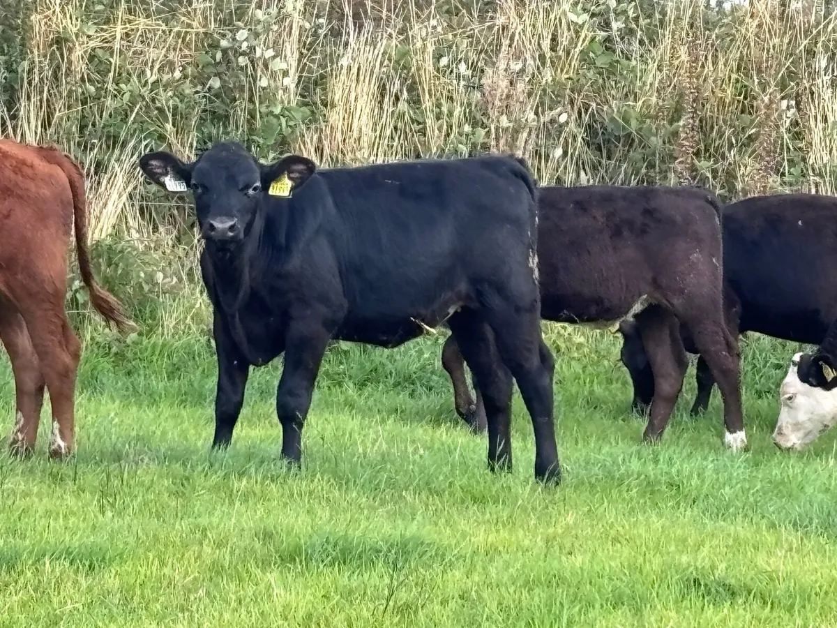 7 heifer Weanlings for sale @€785 - Image 4