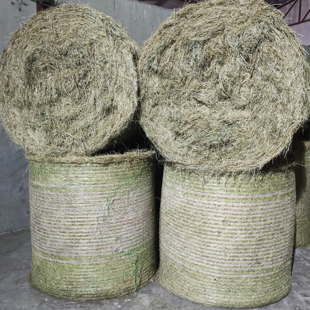 Hay