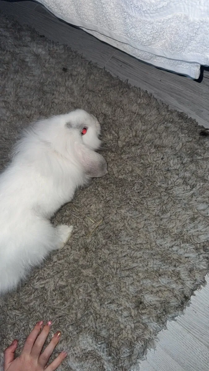 Mini lop Rabbit cage included - Image 3