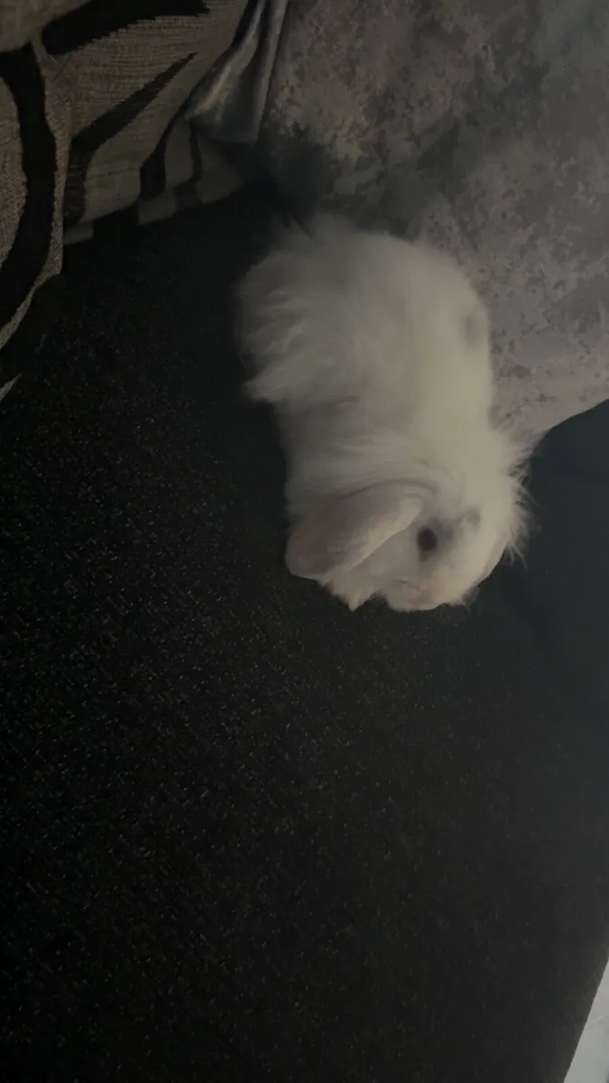 Mini lop Rabbit cage included - Image 1