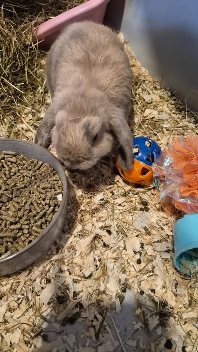 Mini lop Rabbits - Image 1