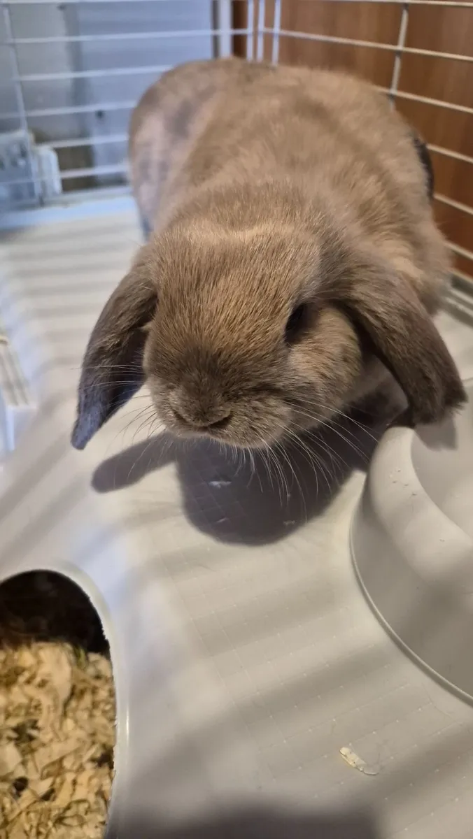 Mini lop Rabbits - Image 2