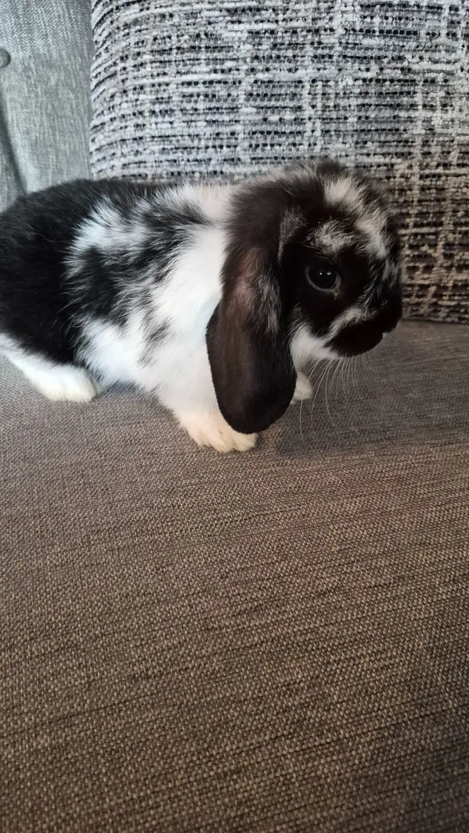 Mini lop Rabbits - Image 4