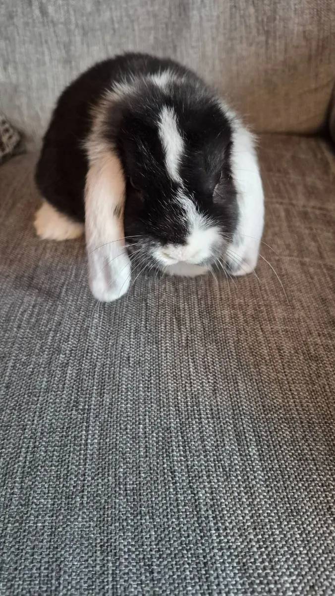 Mini lop Rabbits - Image 3