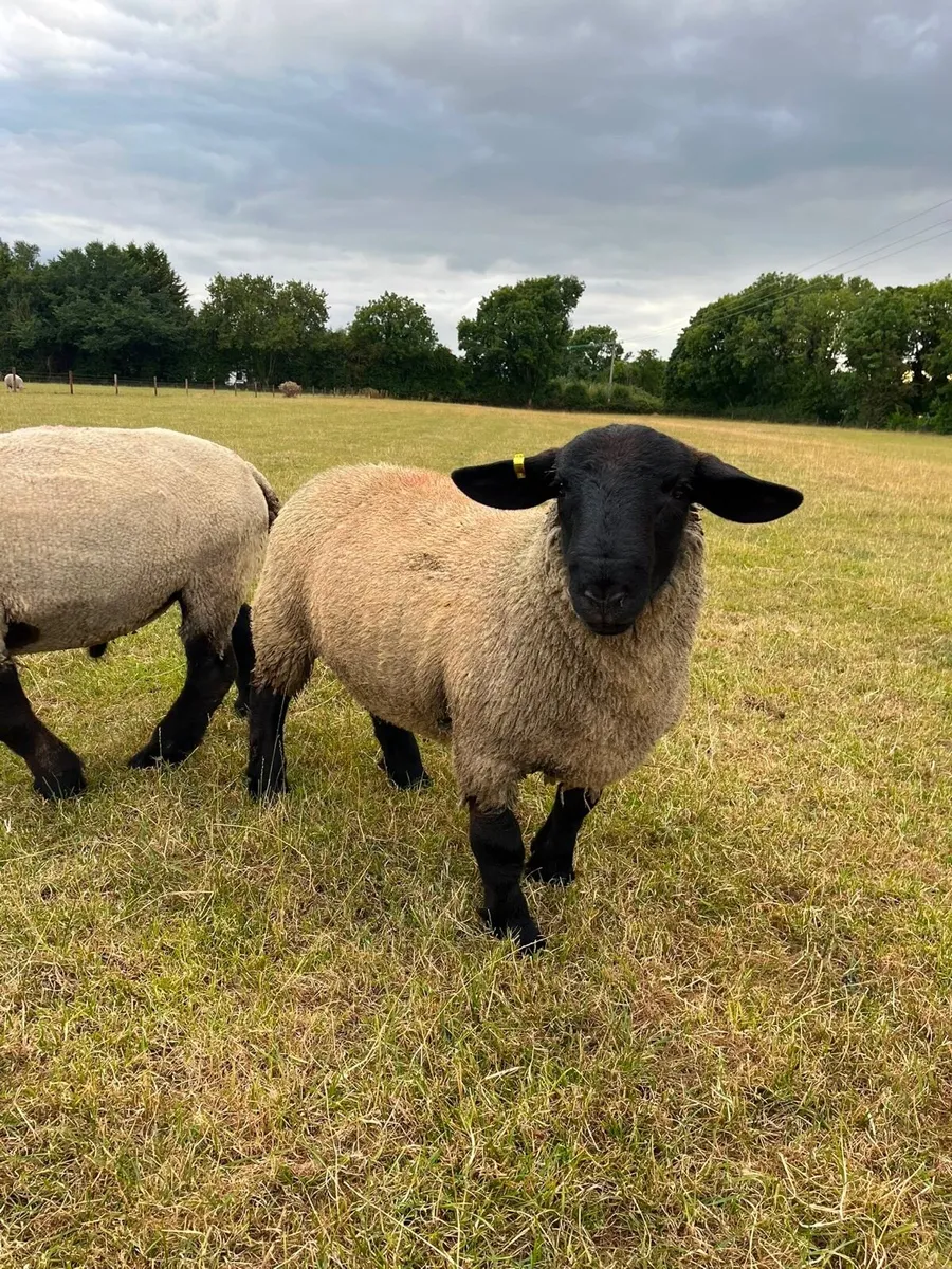 PBNR Suffolk and Suftex rams - Image 2