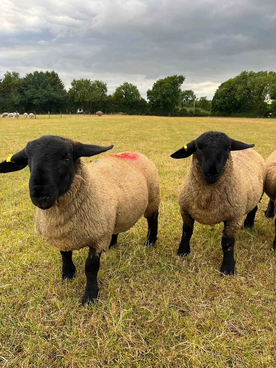 PBNR Suffolk and Suftex rams - Image 1