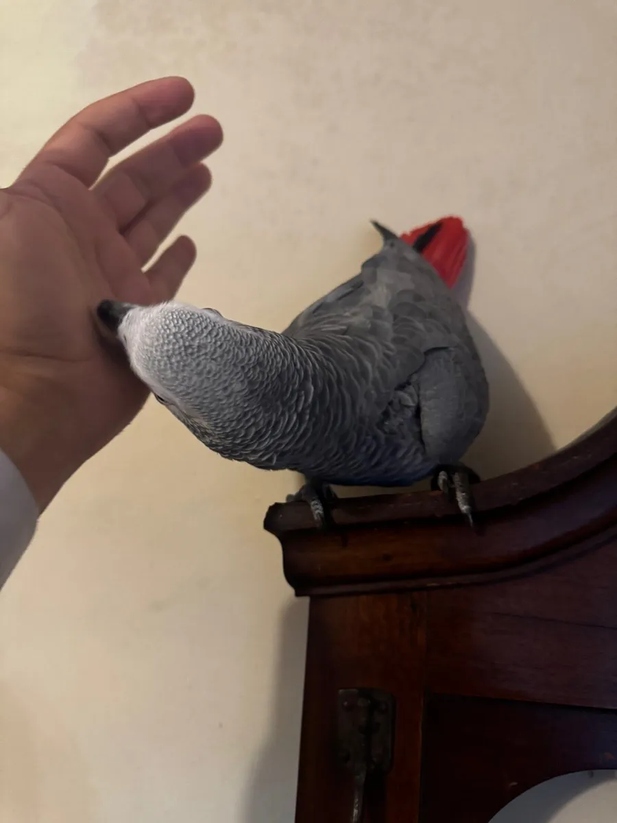 African grey parrot - Image 3
