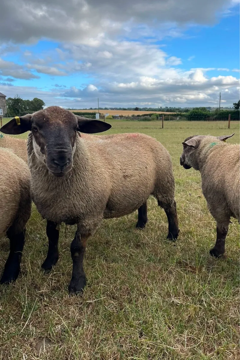 PBNR Suffolk and Suftex rams - Image 4