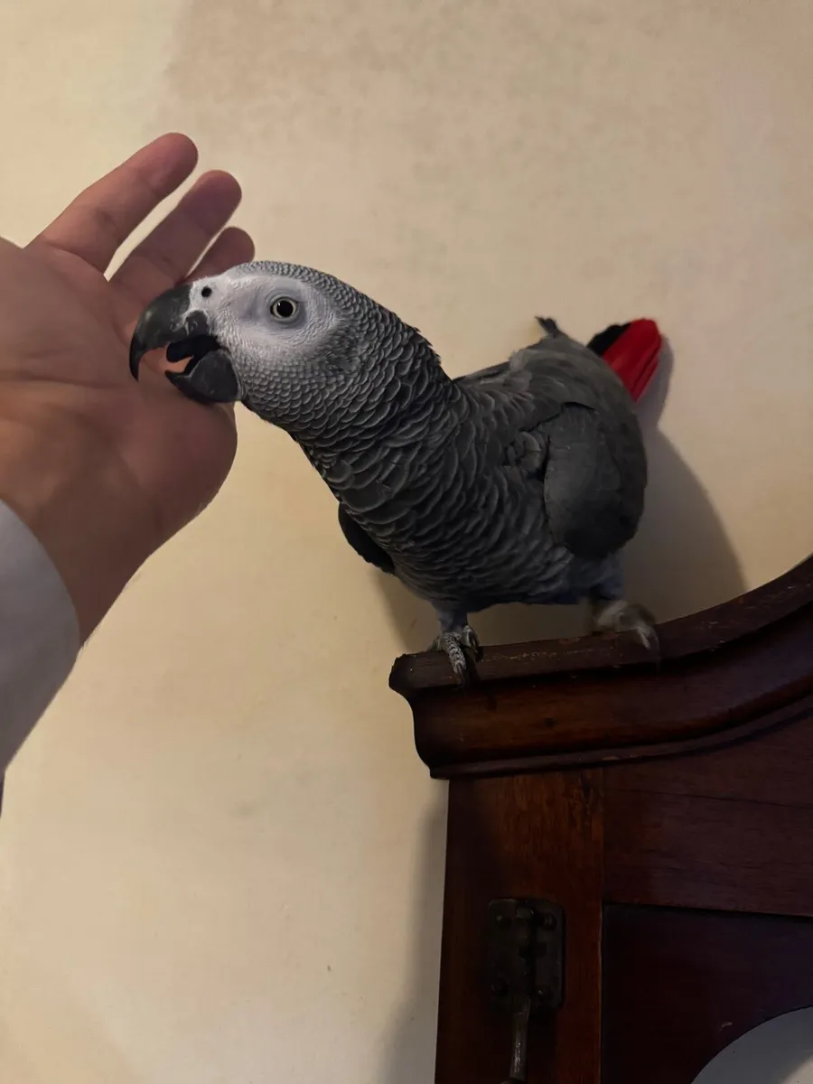 African grey parrot - Image 4