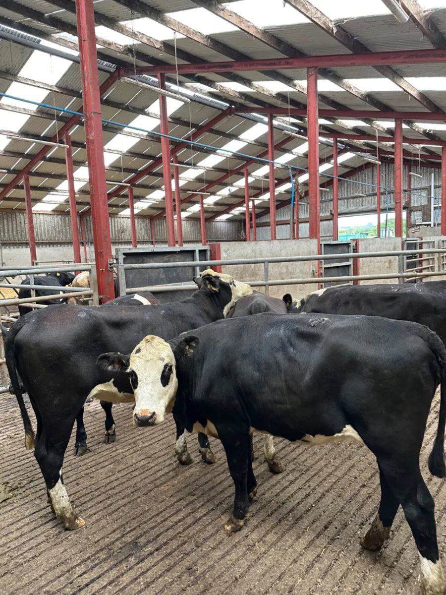 Hereford and Angus heifers - Image 1