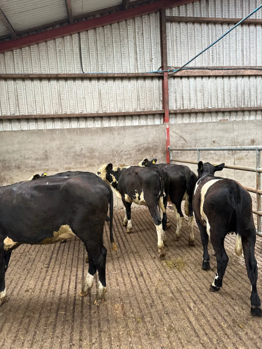 Hereford and Angus heifers - Image 3