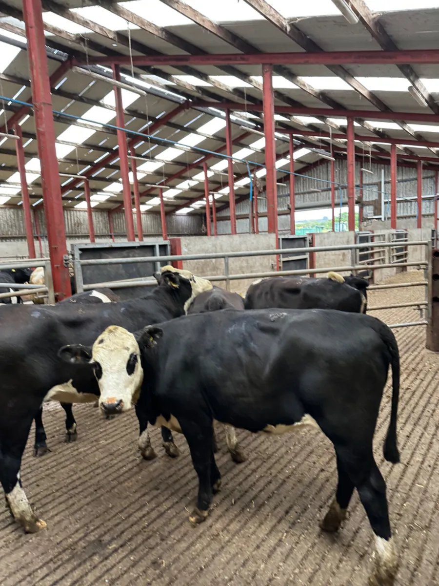Hereford and Angus heifers - Image 2