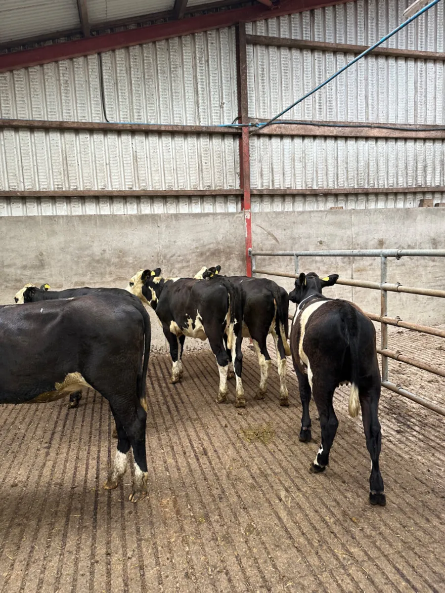 Hereford and Angus heifers - Image 4