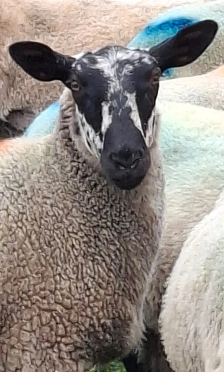 🔥 20 Smashing hoggets for sale 🔥 - Image 1