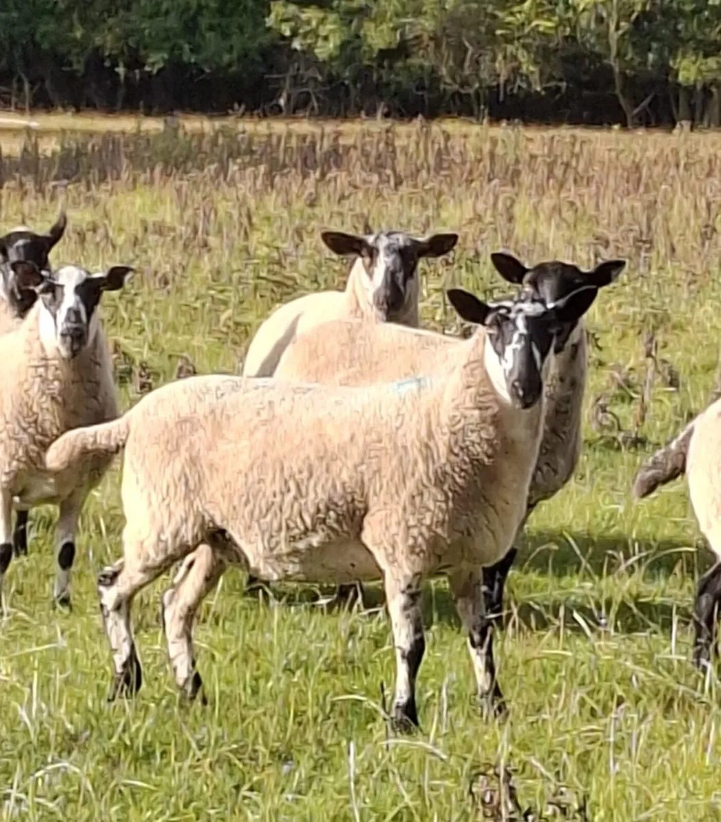 🔥 20 Smashing hoggets for sale 🔥 - Image 2