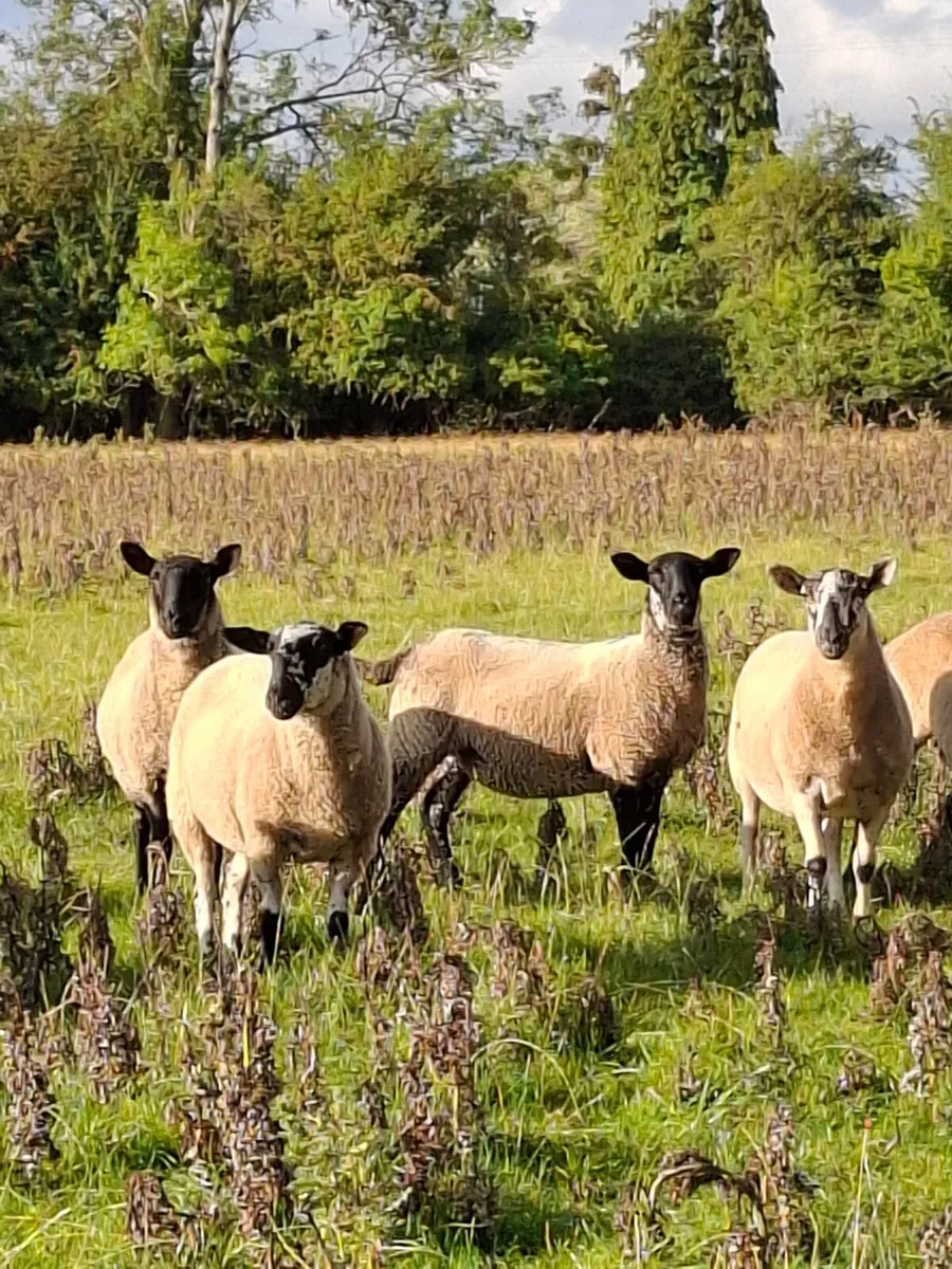 🔥 20 Smashing hoggets for sale 🔥 - Image 3