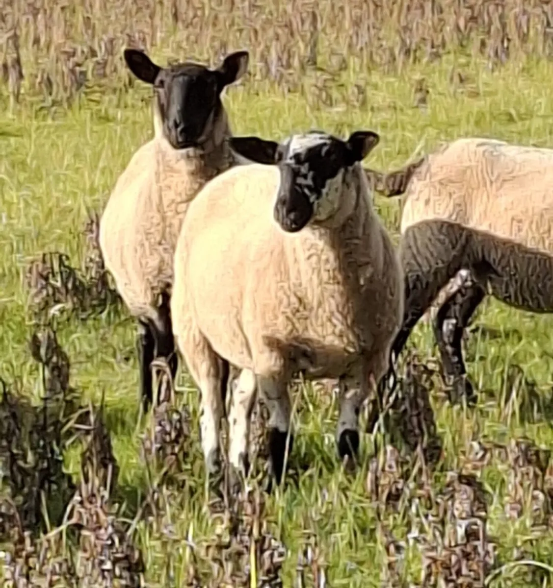 🔥 20 Smashing hoggets for sale 🔥 - Image 4