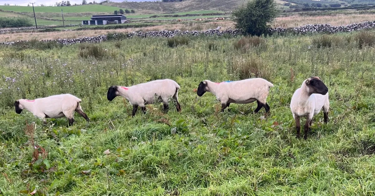 sheep - Image 1