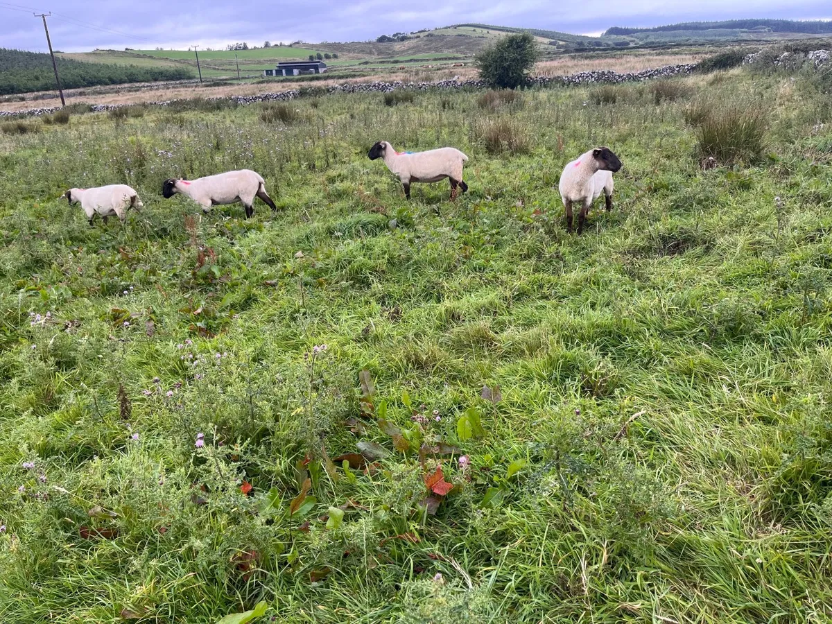 sheep - Image 3