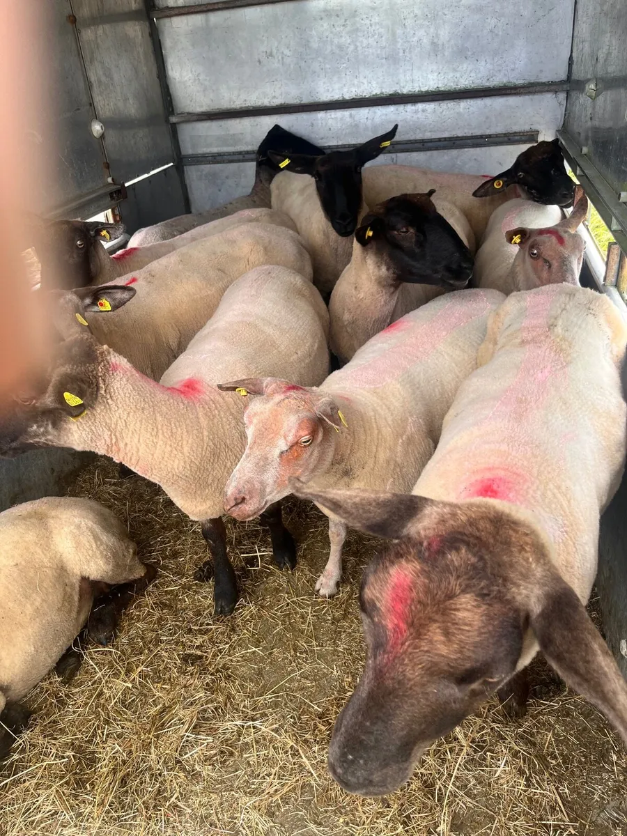 sheep - Image 2