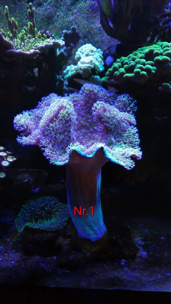 CORALS - Image 1