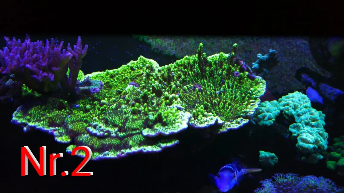 CORALS - Image 2