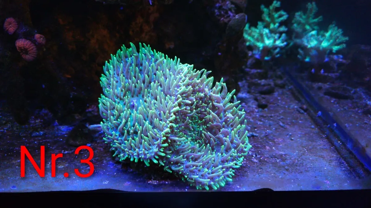 CORALS - Image 3