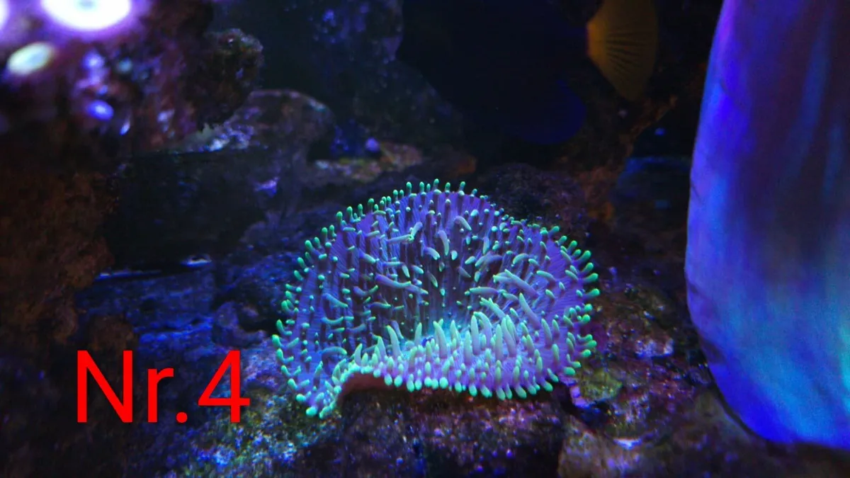 CORALS - Image 4