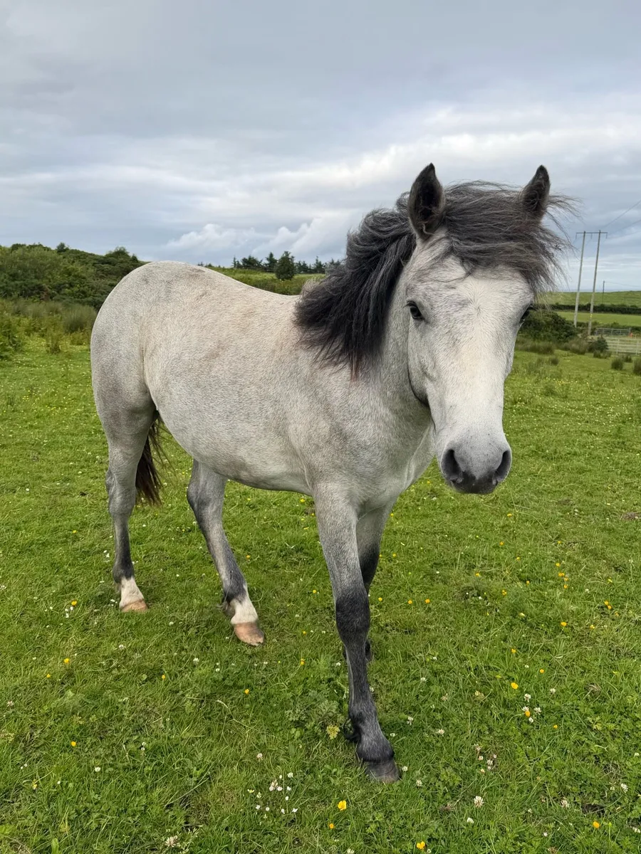 Connemara Colt - Image 2