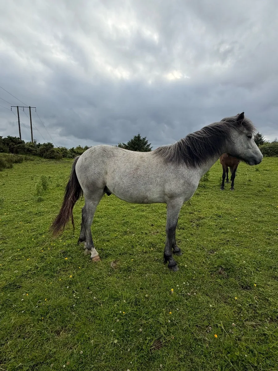 Connemara Colt - Image 3