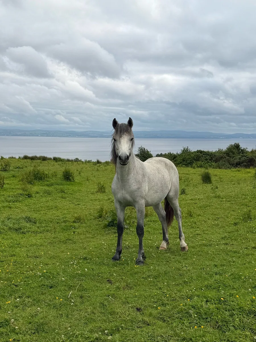Connemara Colt - Image 4