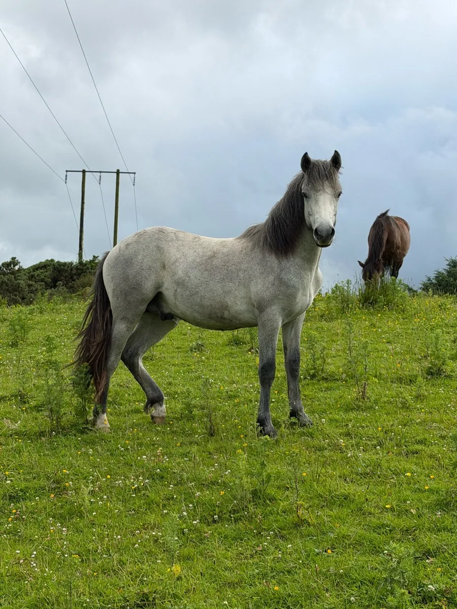 Connemara Colt - Image 1