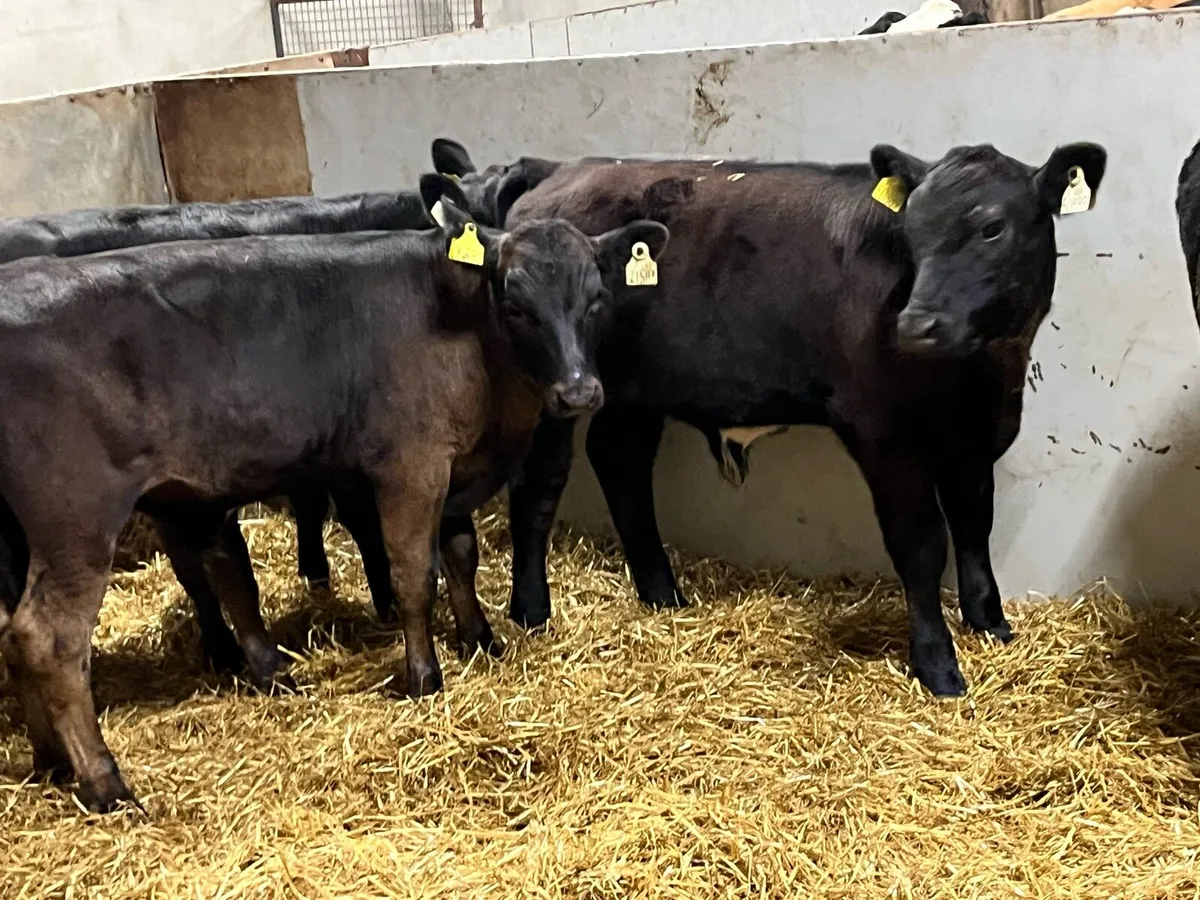 Super AAX & LMX Bull Weanlings - Image 2