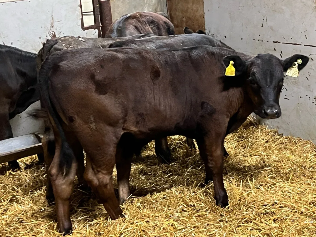 Super AAX & LMX Bull Weanlings - Image 3