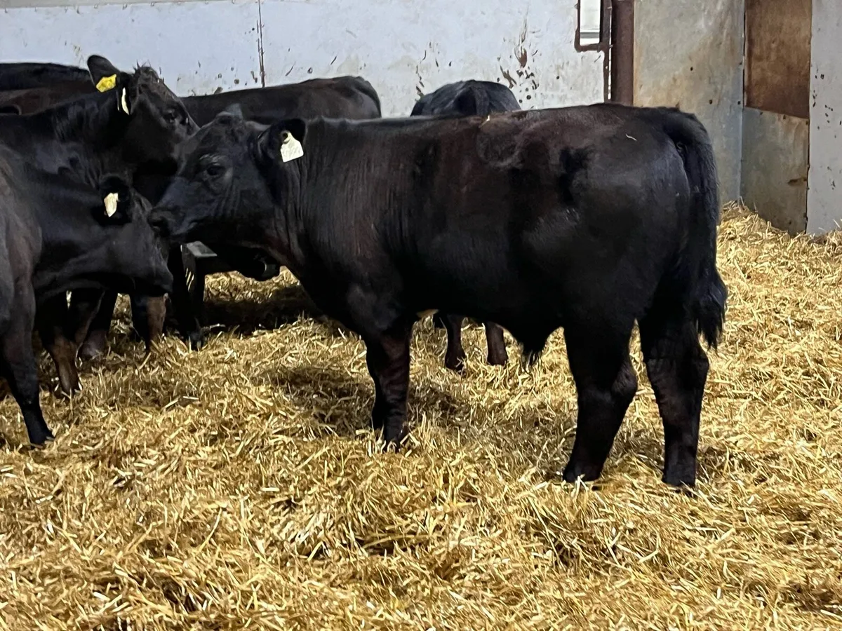 Super AAX & LMX Bull Weanlings - Image 1