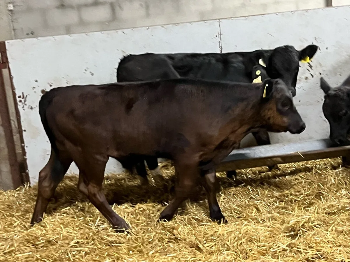 Super AAX & LMX Bull Weanlings - Image 4