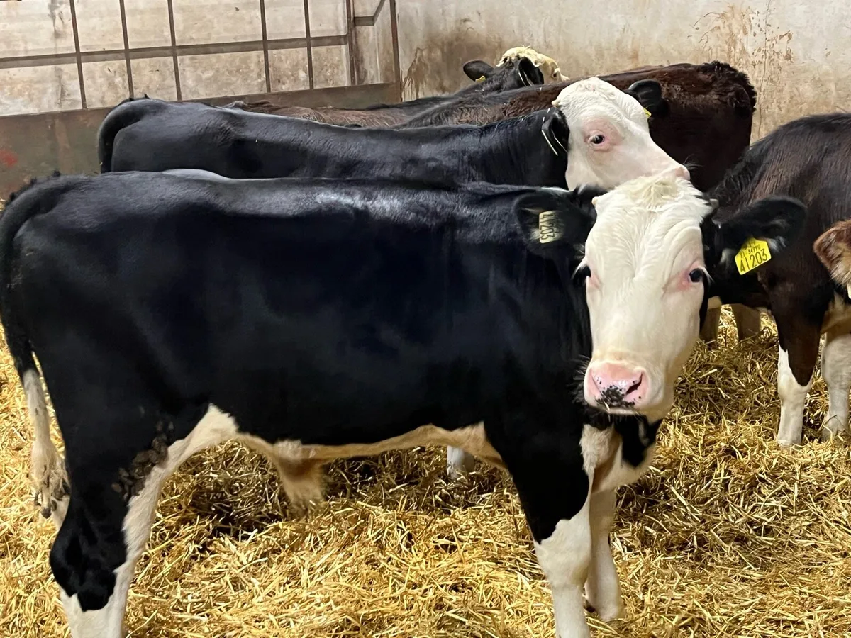 Super Hereford Bull Weanlings - Image 1