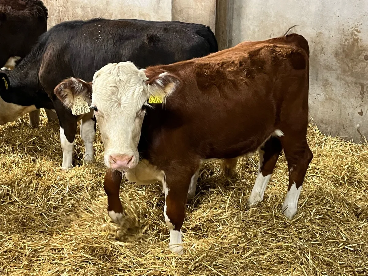 Super Hereford Bull Weanlings - Image 3