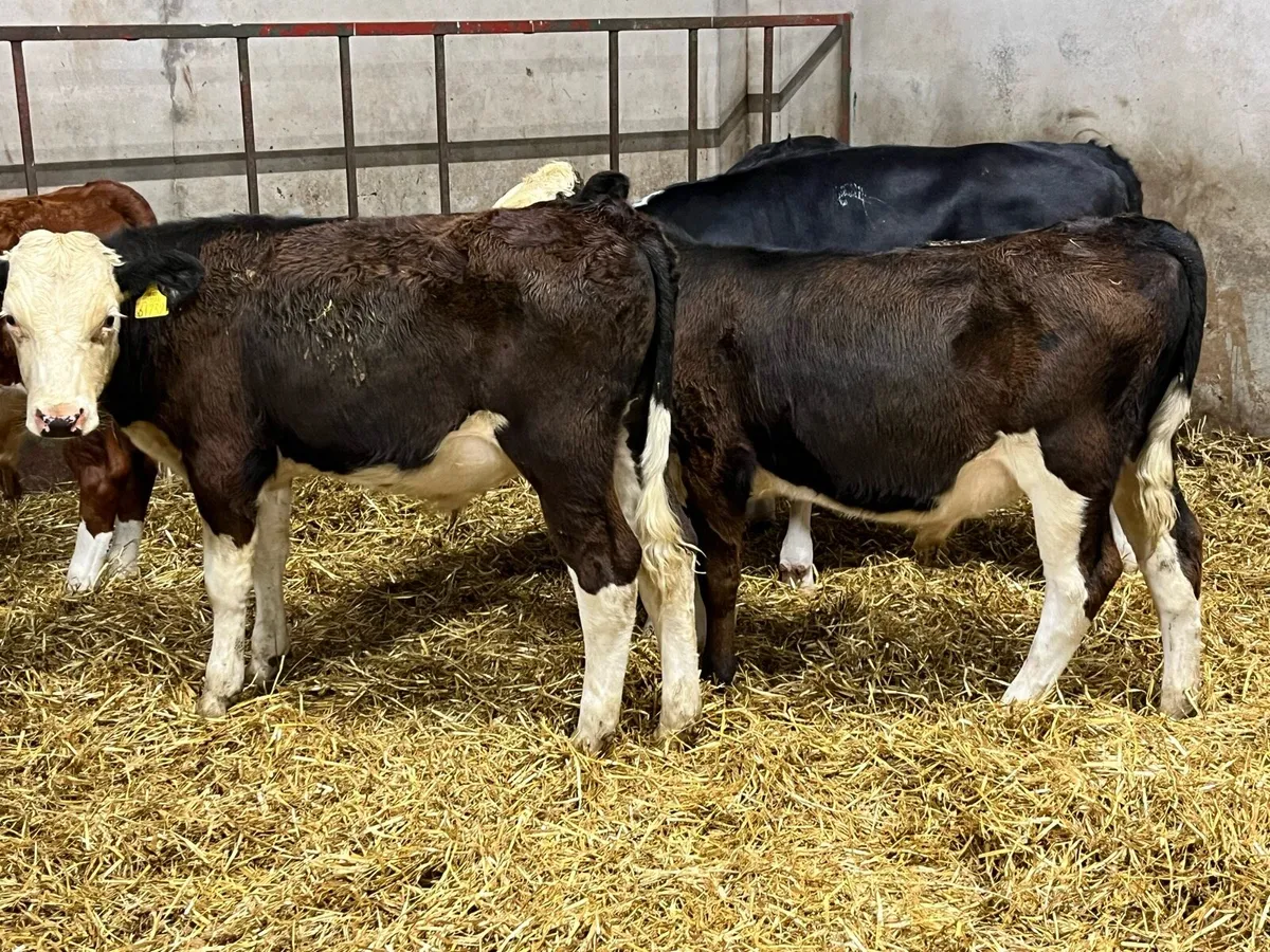 Super Bucket Fed Bull Weanlings - Image 3