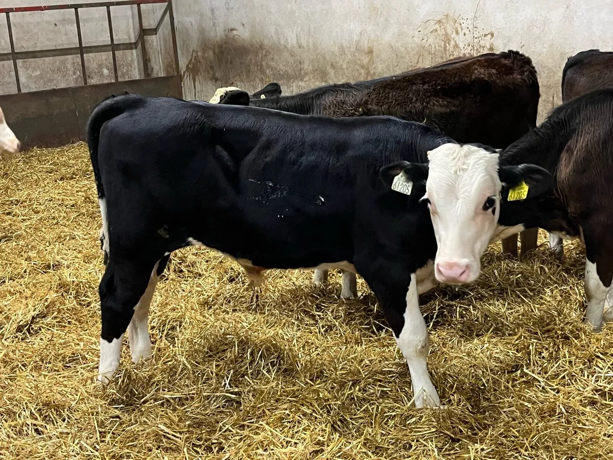 Super Hereford Bull Weanlings - Image 4